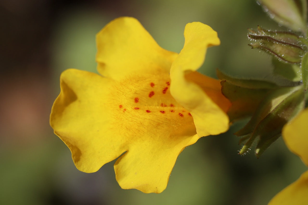 🌿 Vibrasens Naturopathie pour le Bien-Être : Découvrez le Mimulus