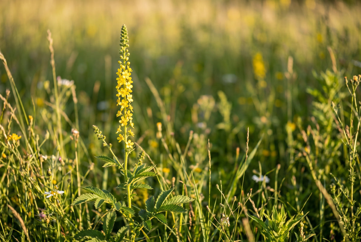 Épis jaunes d'aigremoine au bord d'un chemin, fleur de Bach Agrimony