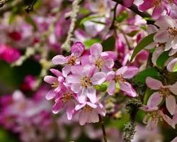 Fleurs de pommier sauvage au printemps, fleur de Bach Crab Apple
