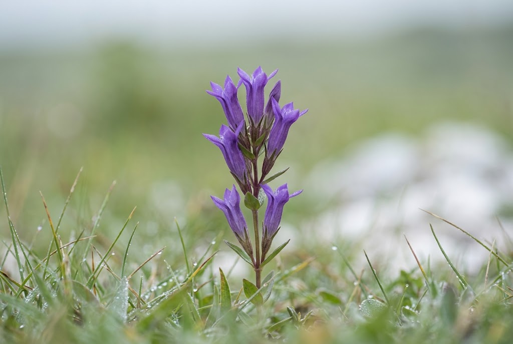 Petites fleurs violettes de gentiane d'automne sur une pelouse