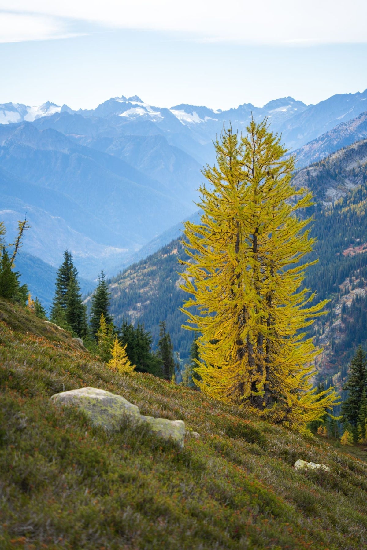 Cônes roses de mélèze au printemps, la fleur de Bach Larch Image