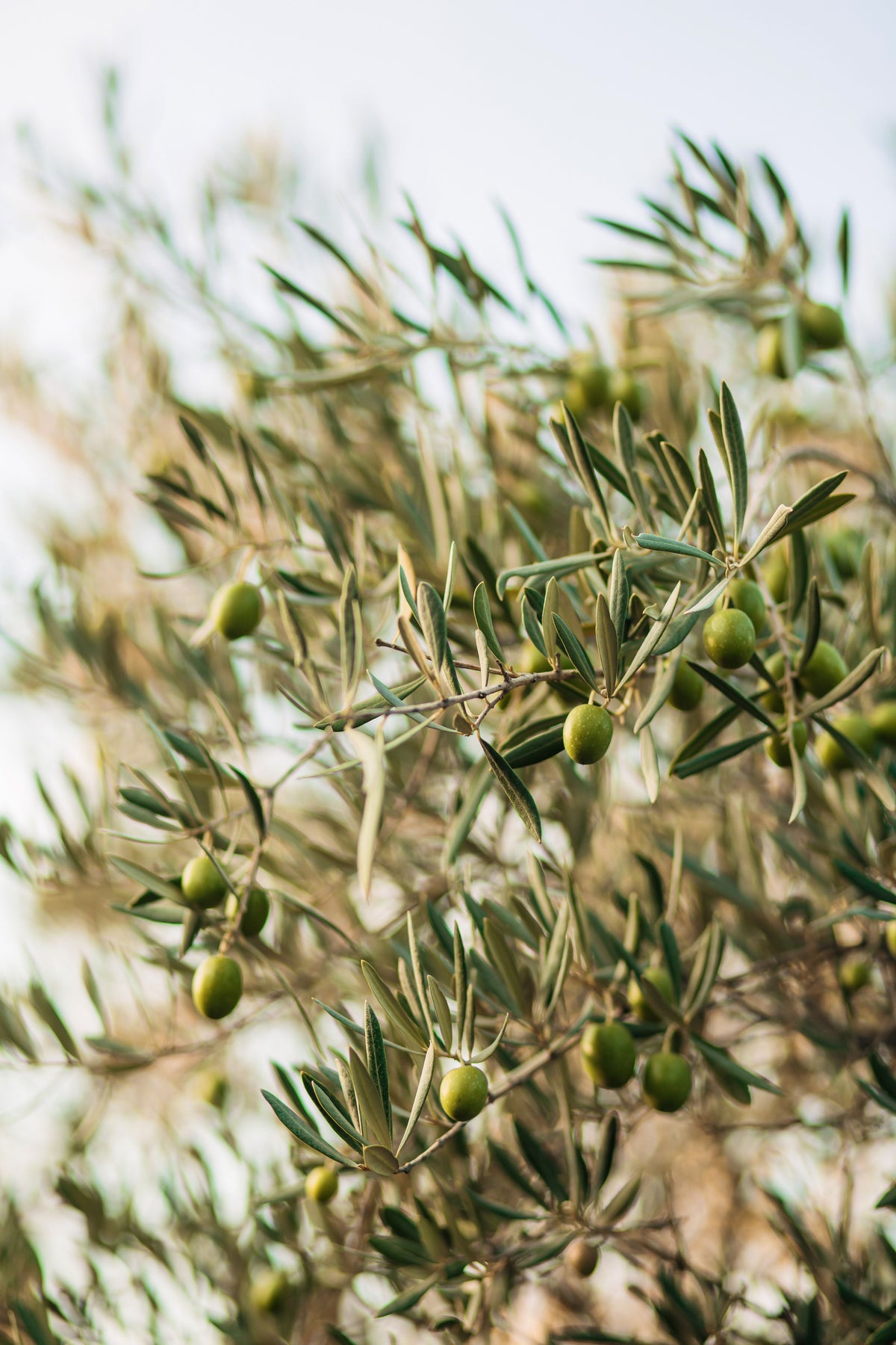 Branche d'olivier en fleurs au soleil, la fleur de Bach Olive