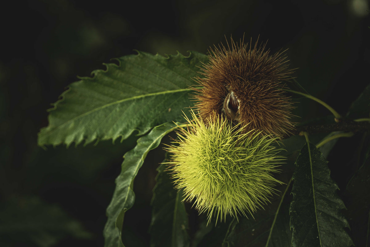 Vieux châtaignier au tronc creux, fleur de Bach Sweet Chestnut Image