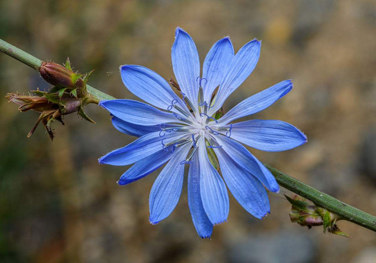 La Chicorée (Chicory) : la fleur de Bach de l'amour qui veut retenir