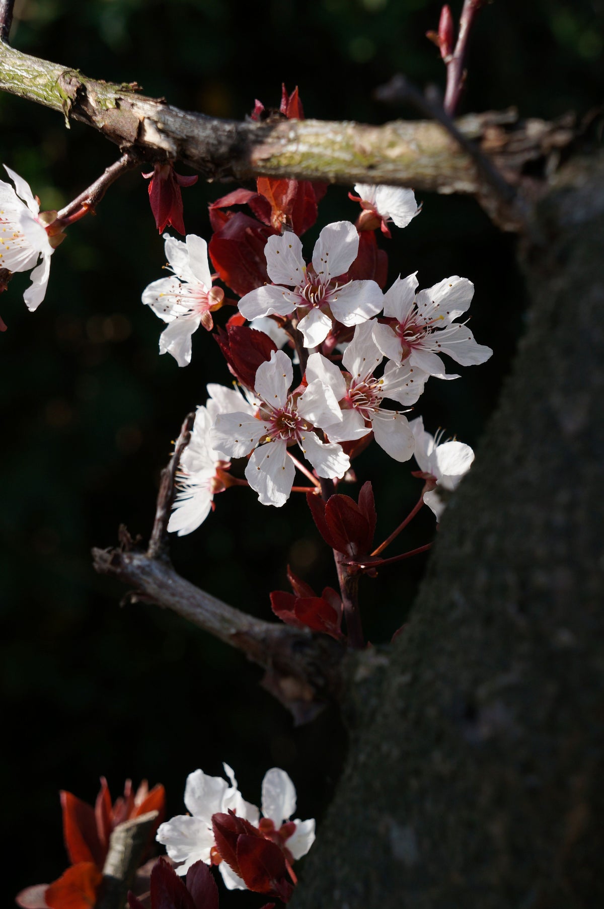 Prunier myrobolan fleurs de Bach