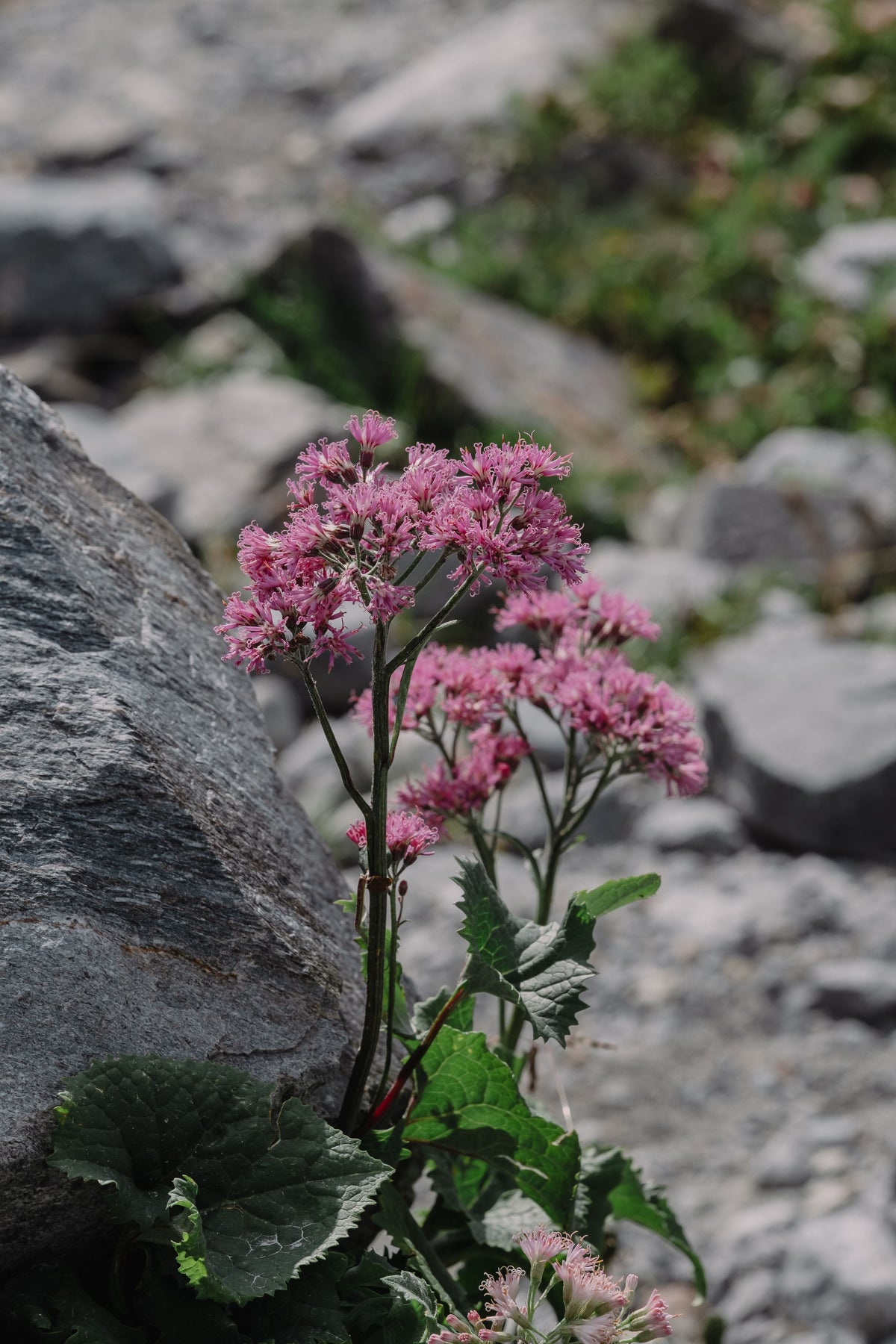 Rock rose fleurs de Bach Image