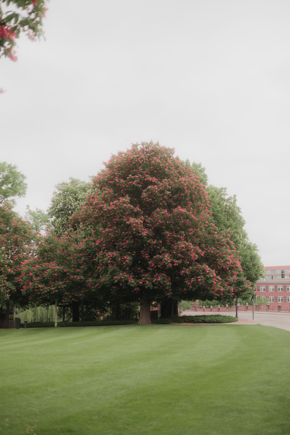 Le Marronnier rouge (Red Chestnut) la fleur de Bach de la peur pour ceux qu’on aime