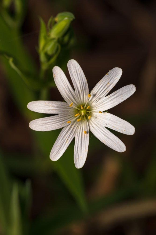 L'Ornithogale (Star of Bethlehem) : la fleur de Bach des chocs qu'on n'a pas digérés - Vibrasens Naturopathie