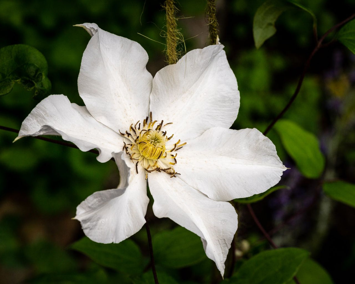 La Clématite (Clematis) : la fleur de Bach de ceux qui sont toujours ailleurs Image