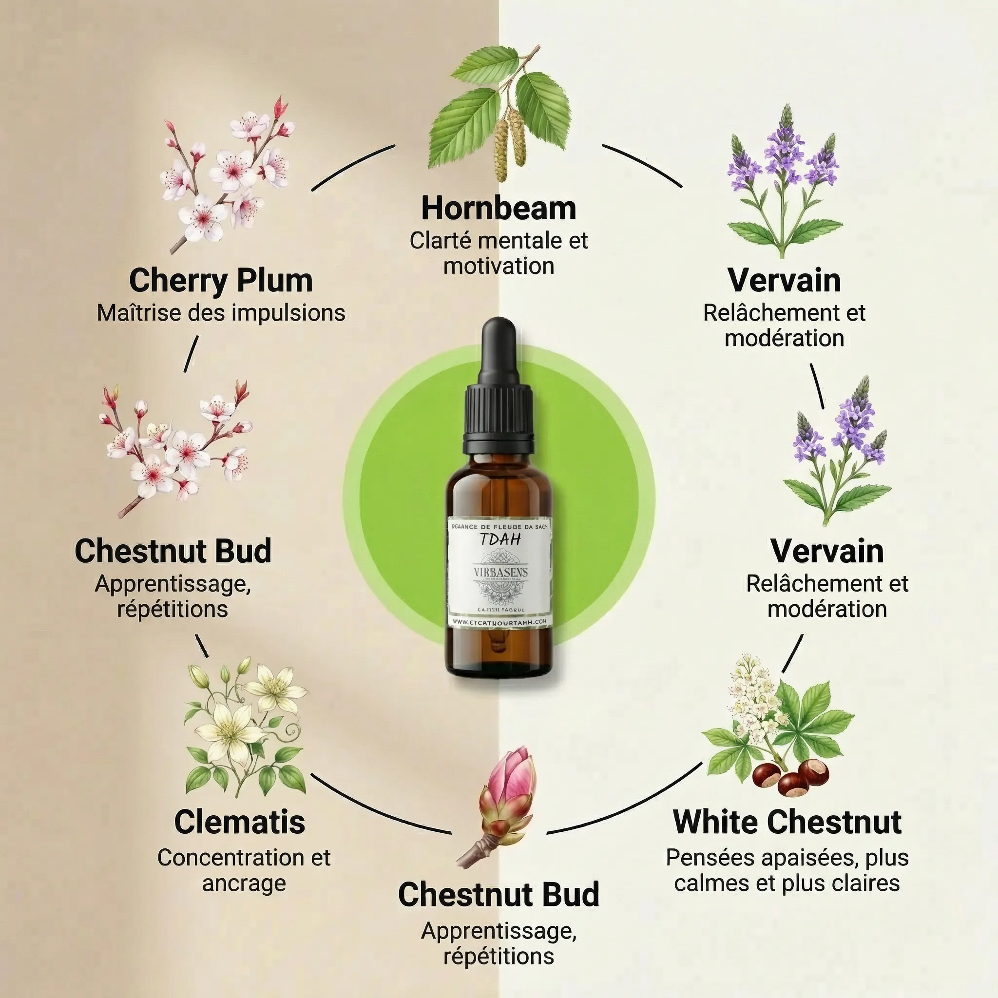 Focus et Calme - TDAH - Mélange de Fleurs de Bach | Élixir floral naturel