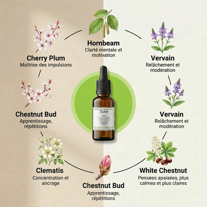 Focus et Calme - TDAH - Mélange de Fleurs de Bach | Élixir floral naturel