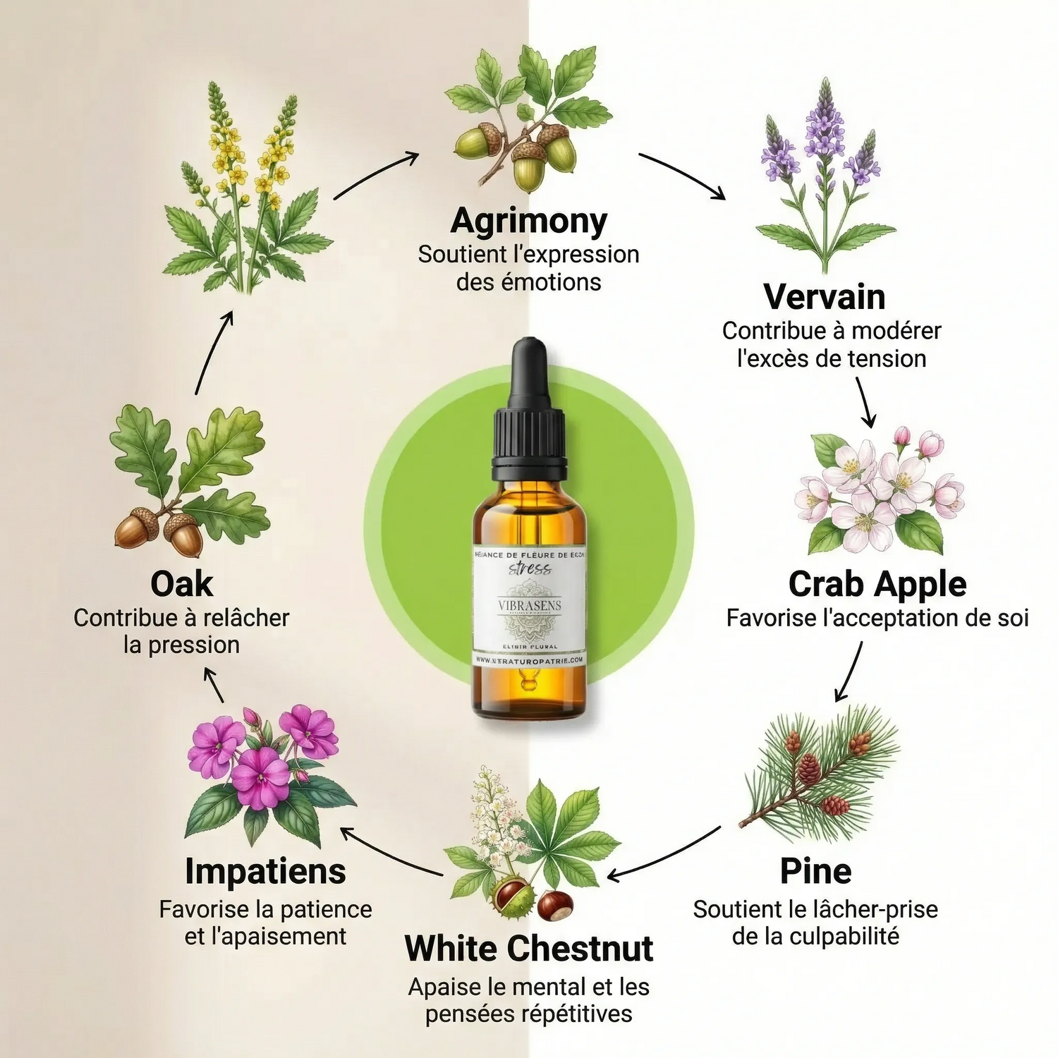 ANTI STRESS – Mélange de Fleurs de Bach 30 ml | Vu sur Tiktok